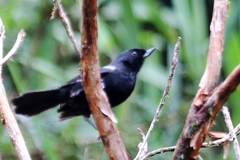 Diglossa lafresnayii