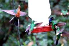 Pterophanes cyanopterus