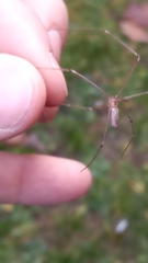 Pholcus phalangioides