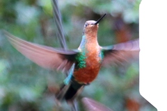 Pterophanes cyanopterus