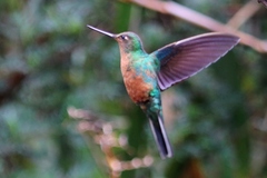 Pterophanes cyanopterus