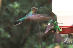 Pterophanes cyanopterus