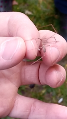 Pholcus phalangioides