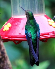 Pterophanes cyanopterus