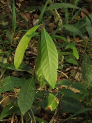 Nectandra acutifolia