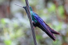 Pterophanes cyanopterus