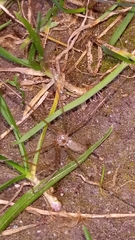 Pholcus phalangioides