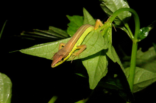Takydromus sexlineatus