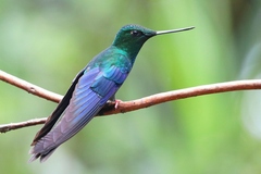 Pterophanes cyanopterus