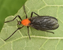 Plecia americana