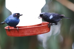 Diglossa lafresnayii