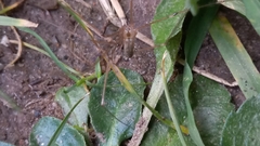 Pholcus phalangioides