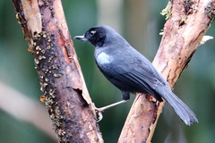 Diglossa lafresnayii