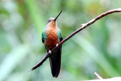 Pterophanes cyanopterus