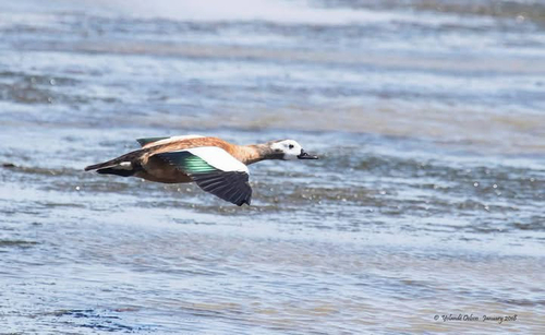 iNaturalist: (c) Yolande Oelsen, some rights reserved (CC BY-NC), uploaded by Yolande Oelsen iNaturalist image