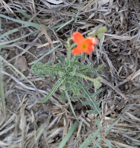 Tricliceras schinzii