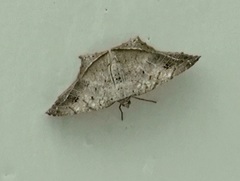 Oxymacaria temeraria