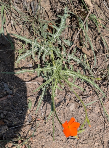 Tricliceras schinzii, photograph 2