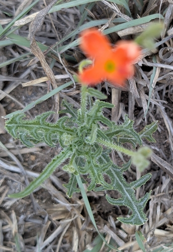 Tricliceras schinzii, photograph 3