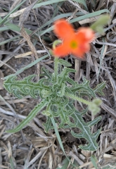Tricliceras schinzii, photograph (c) Shedron Mukhumo, some rights reserved (CC BY)