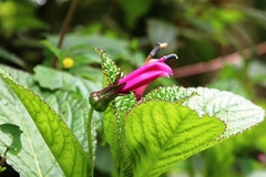 Centropogon aequatorialis