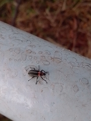 Eudiagogus