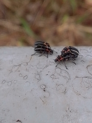Eudiagogus