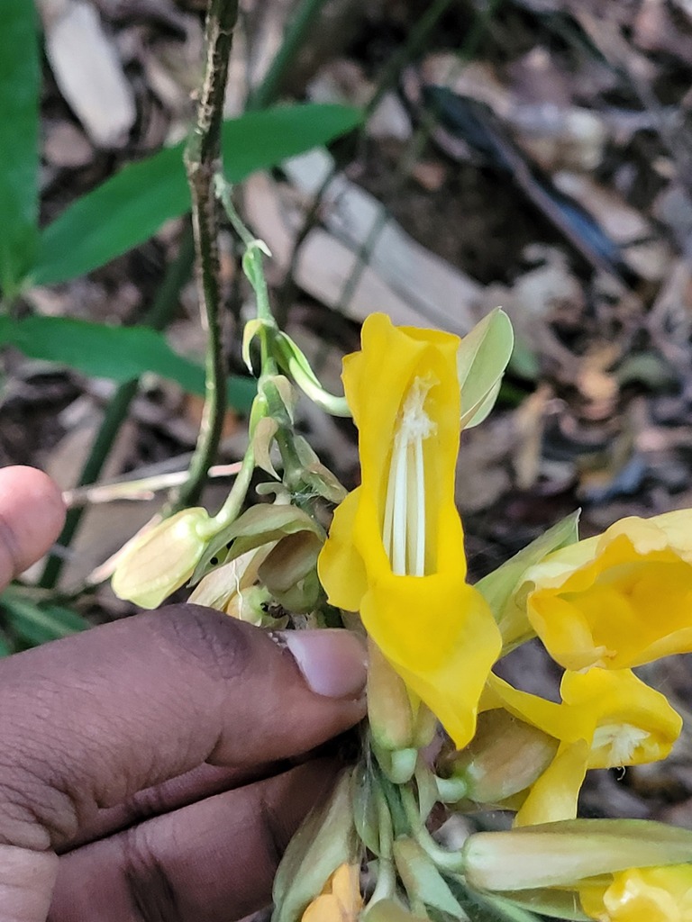Thunbergia mysorensis (Thunbergia mysorensis)