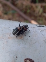 Eudiagogus