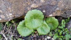 Umbilicus intermedius