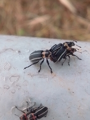 Eudiagogus