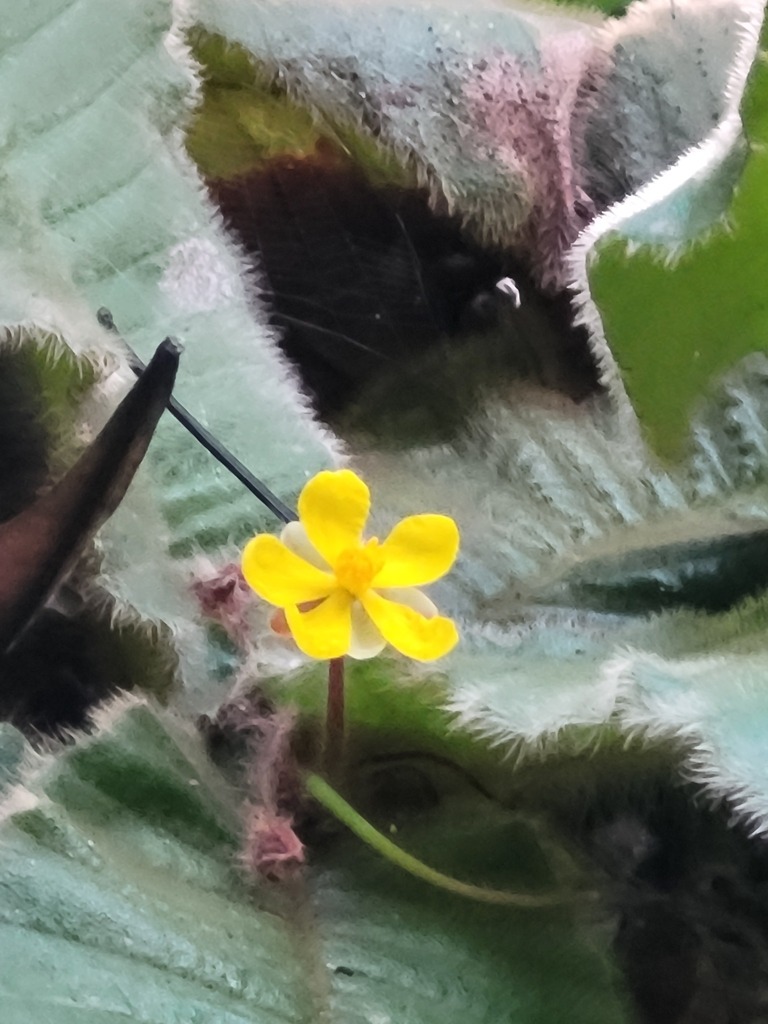 Acrotrema agastyamalayanum