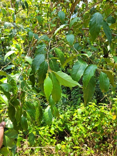 Maesa indica, photograph 5