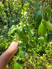 Maesa indica, photograph (c) Pranav Chandra Bose, some rights reserved (CC BY)