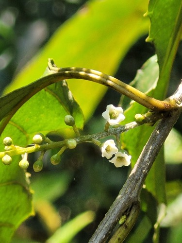 False assegai (Maesa indica)