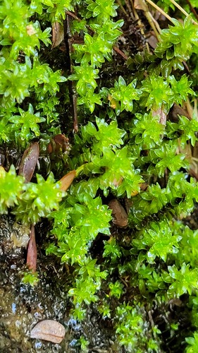Rosulabryum wightii observed 2026-01-03
