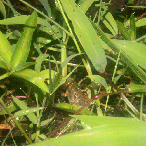 Microhyla orientalis