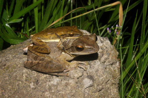 Polypedates leucomystax