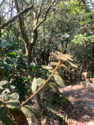 Taiwan azalea (Rhododendron oldhamii)