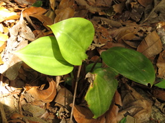 Prescottia cordifolia