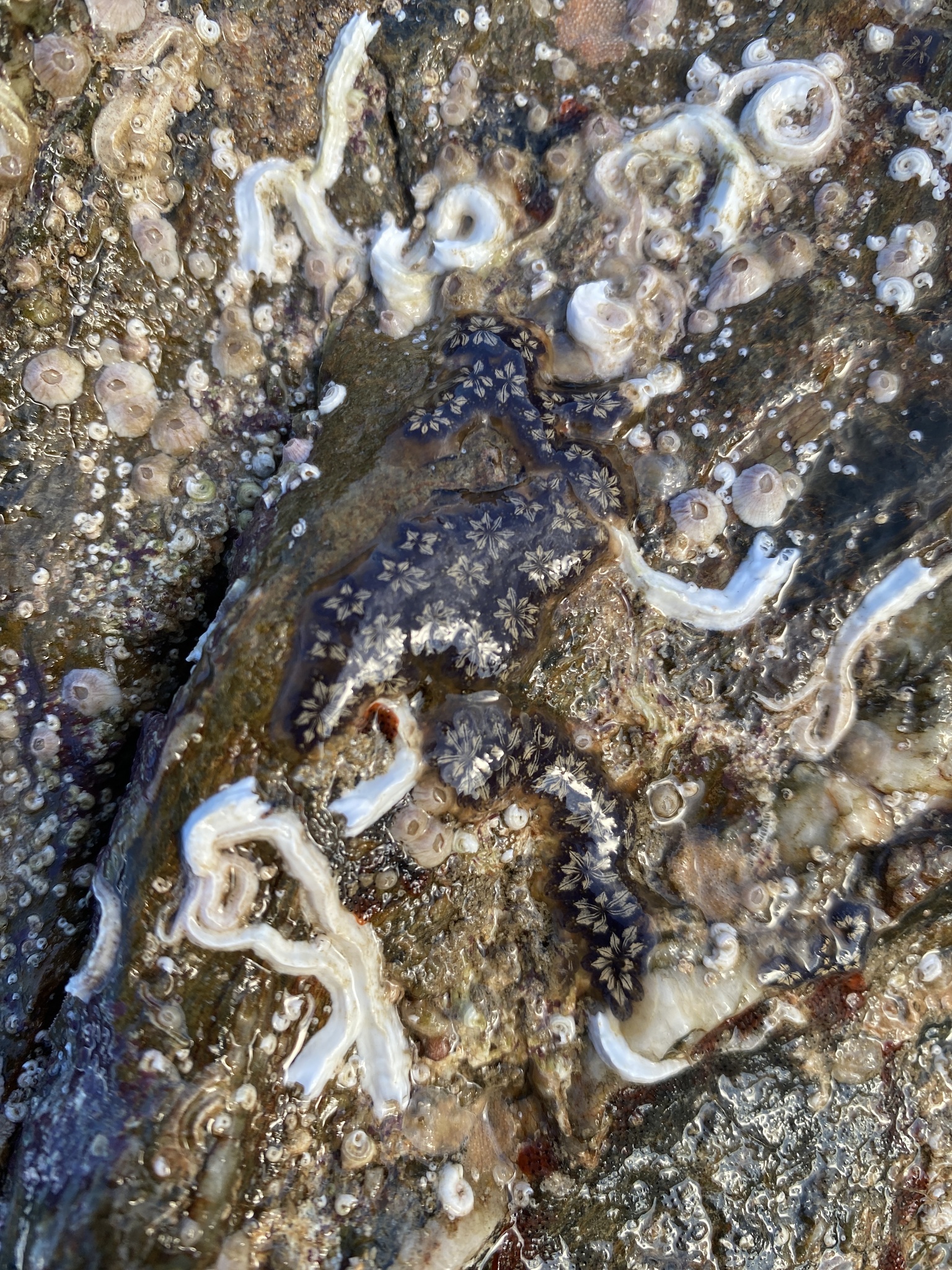 Botryllus schlosseri (Pallas, 1766)