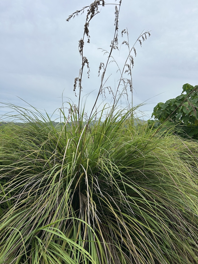 Themeda gigantea (Themeda gigantea)