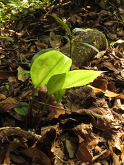 Prescottia cordifolia