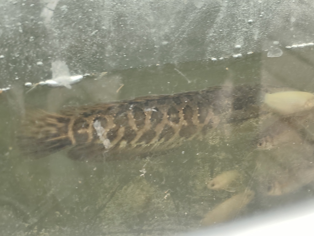 Northern snakehead (Channa argus) — Channidae