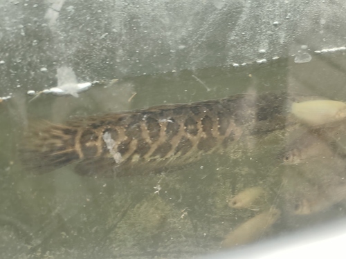 Northern snakehead (Channa argus) — Channidae