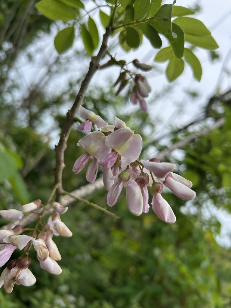 Fence Post Tree from Bohol, Ubay, Bohol, PH on January 14, 2026 at 09: ...