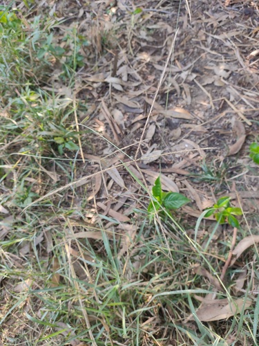 Enteropogon dolichostachyus iNat (3)