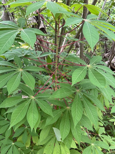 Cassava