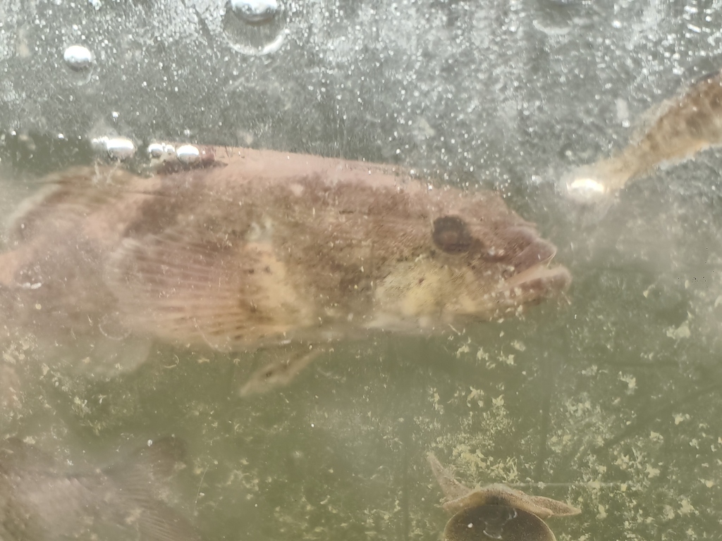 Freshwater sleeper (Odontobutis potamophila) — Odontobutidae