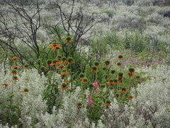 Leonotis nepetifolia nepetifolia
